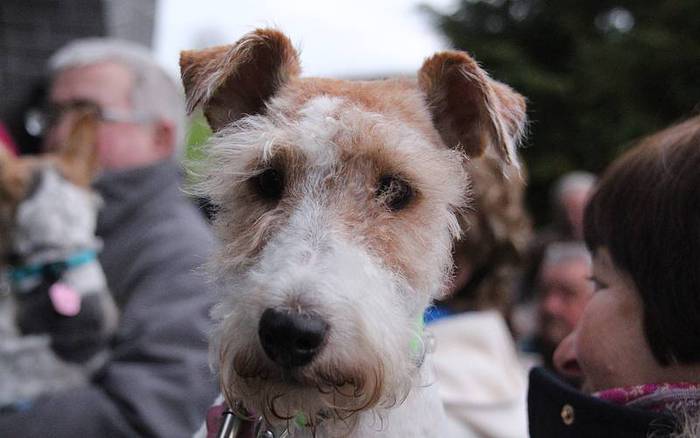 san anton berastegi 2016 16 1453114668101