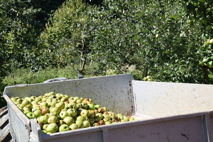 Makina, sagarrak biltzeko 13 1506683791935