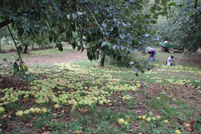 Sagarrak jasotzen. Altzo. Sa 12 1631723379995