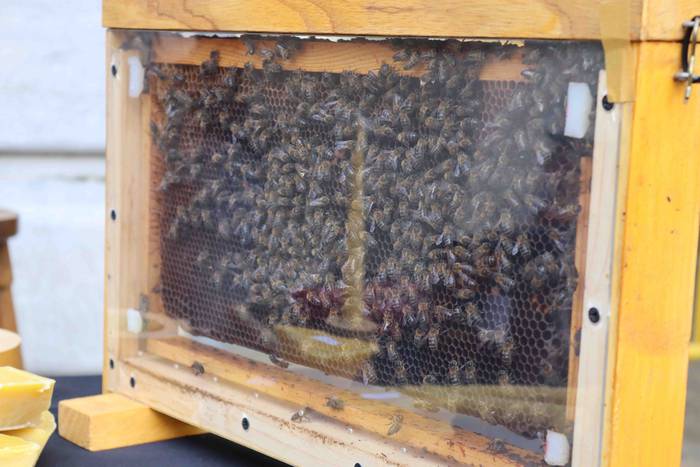 Postu txikiz bete da Alegiko 18 1632658208035