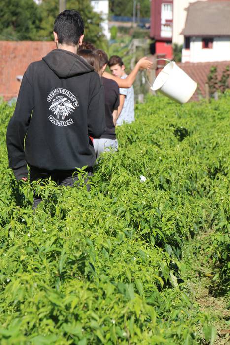 Ibarrako piperrak biltzen 20 18 1506520938776